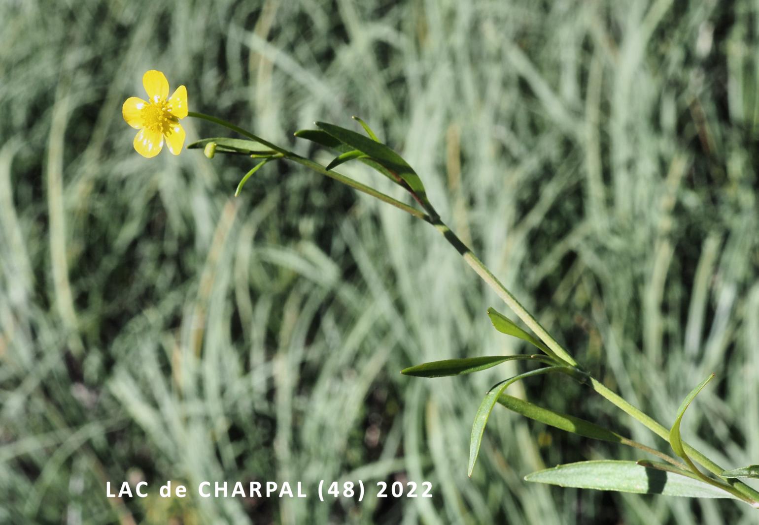 Spearwort, Lesser